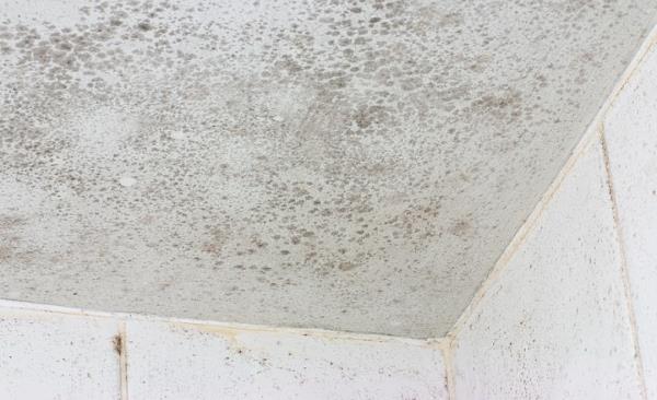 Mold Remediation by Atlas Envirocare & Abatement Services LLC